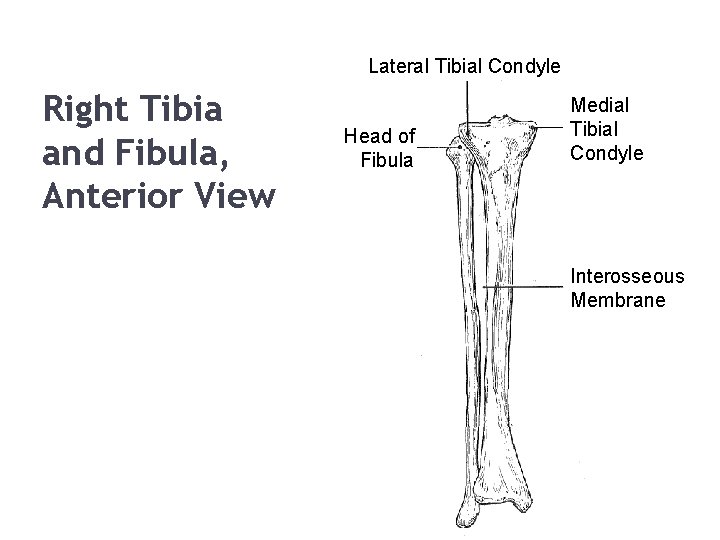 Lateral Tibial Condyle Right Tibia and Fibula, Anterior View Head of Fibula Medial Tibial