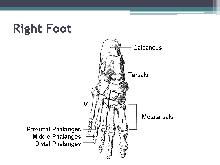 Right Foot Calcaneus Tarsals V I Proximal Phalanges Middle Phalanges Distal Phalanges Metatarsals 