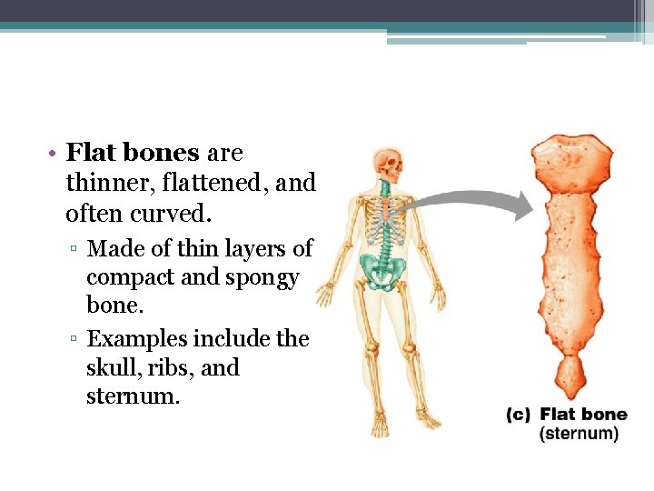  • Flat bones are thinner, flattened, and often curved. ▫ Made of thin