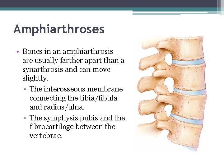 Amphiarthroses • Bones in an amphiarthrosis are usually farther apart than a synarthrosis and