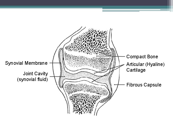 Compact Bone Synovial Membrane Joint Cavity (synovial fluid) Articular (Hyaline) Cartilage Fibrous Capsule 