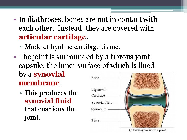  • In diathroses, bones are not in contact with each other. Instead, they