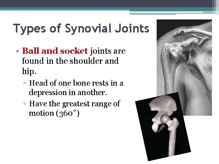 Types of Synovial Joints • Ball and socket joints are found in the shoulder