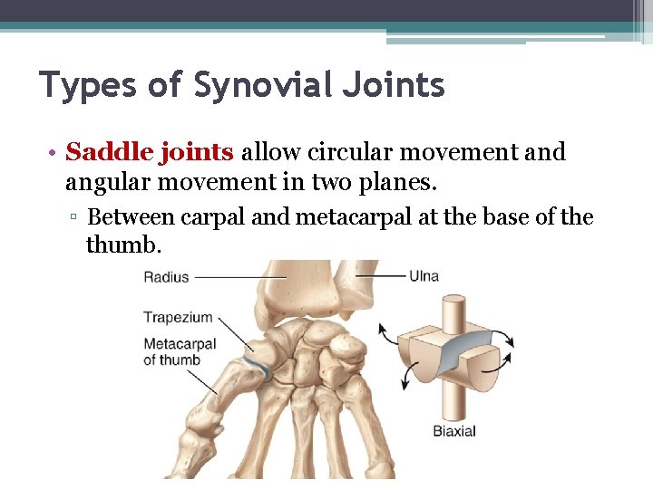 Types of Synovial Joints • Saddle joints allow circular movement and angular movement in