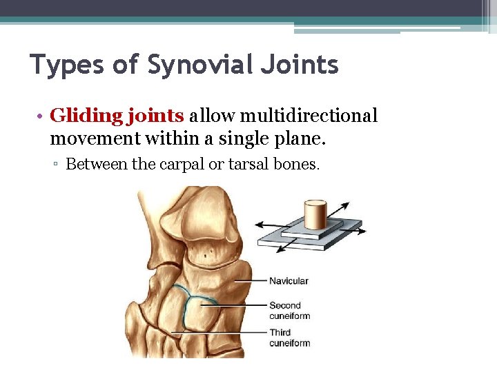Types of Synovial Joints • Gliding joints allow multidirectional movement within a single plane.
