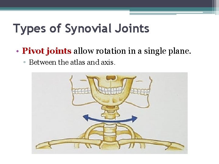 Types of Synovial Joints • Pivot joints allow rotation in a single plane. ▫