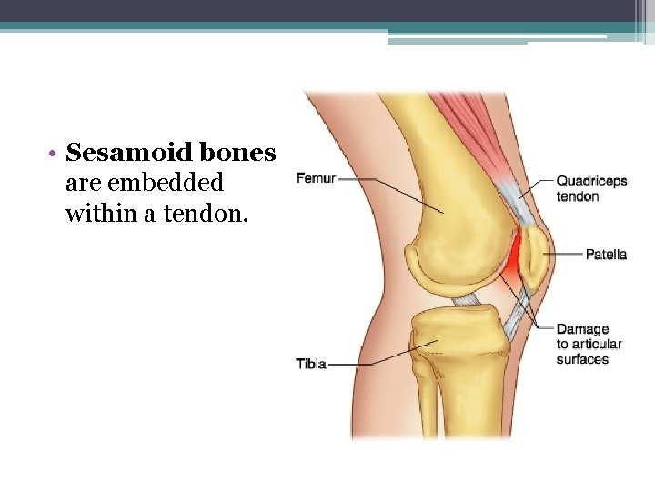  • Sesamoid bones are embedded within a tendon. 
