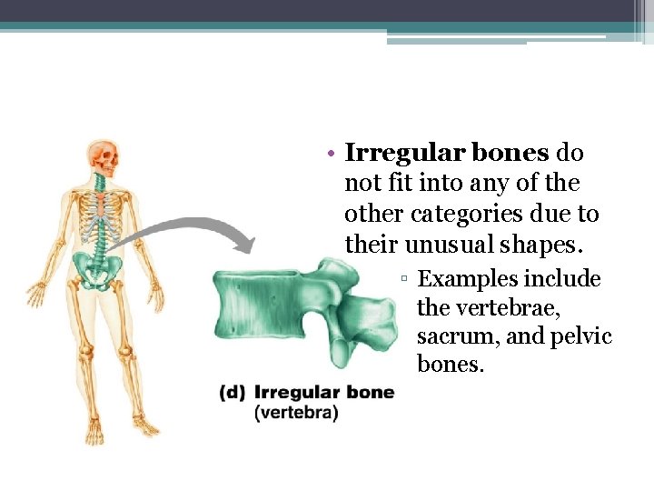  • Irregular bones do not fit into any of the other categories due