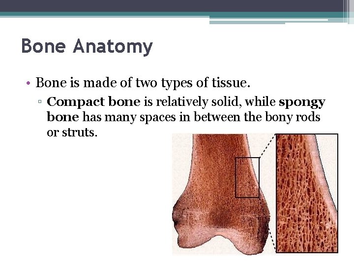 Bone Anatomy • Bone is made of two types of tissue. ▫ Compact bone