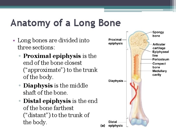 Anatomy of a Long Bone • Long bones are divided into three sections: ▫