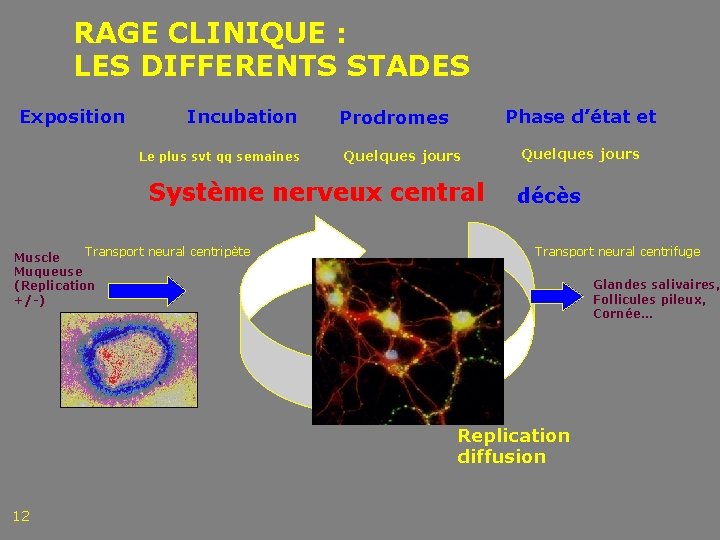 RAGE CLINIQUE : LES DIFFERENTS STADES Exposition Incubation Le plus svt qq semaines Phase