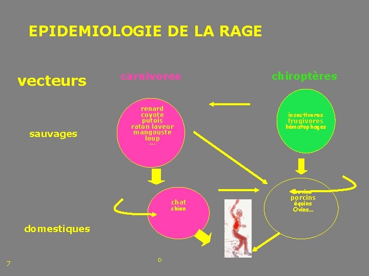 EPIDEMIOLOGIE DE LA RAGE vecteurs sauvages carnivores renard coyote putois raton laveur mangouste loup.