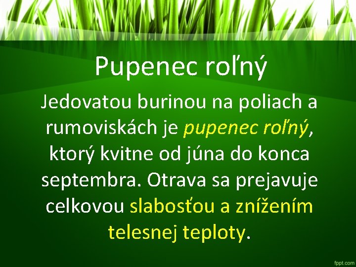 Pupenec roľný Jedovatou burinou na poliach a rumoviskách je pupenec roľný, ktorý kvitne od