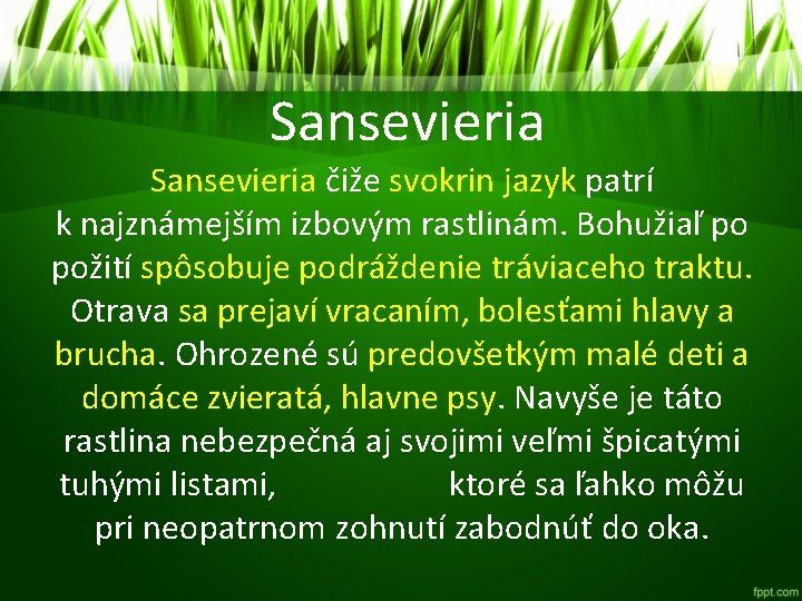 Sansevieria čiže svokrin jazyk patrí k najznámejším izbovým rastlinám. Bohužiaľ po požití spôsobuje podráždenie