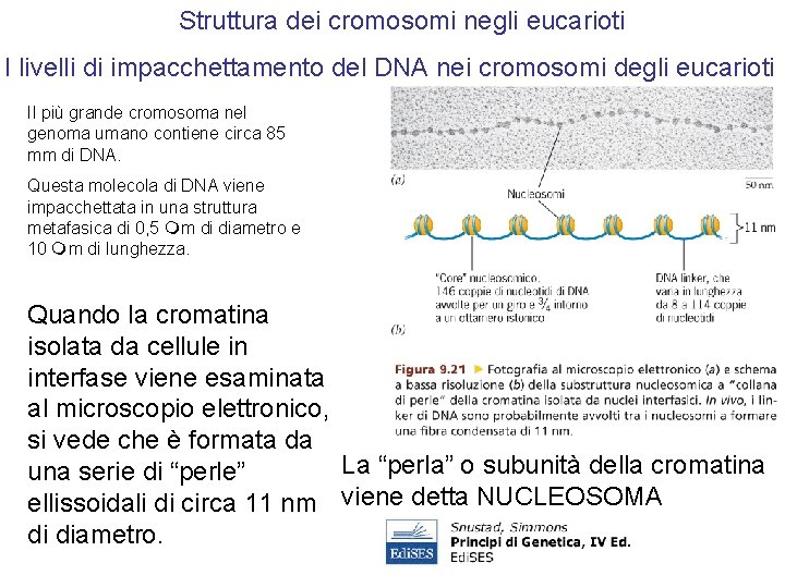 Struttura dei cromosomi negli eucarioti I livelli di impacchettamento del DNA nei cromosomi degli