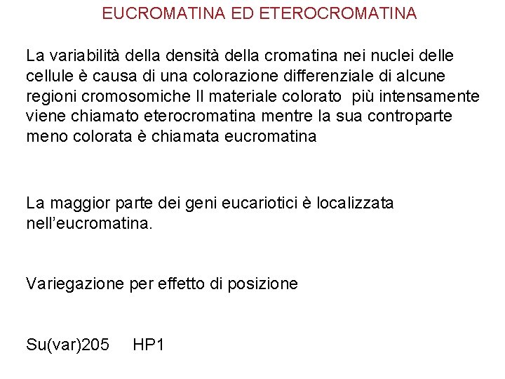 EUCROMATINA ED ETEROCROMATINA La variabilità della densità della cromatina nei nuclei delle cellule è