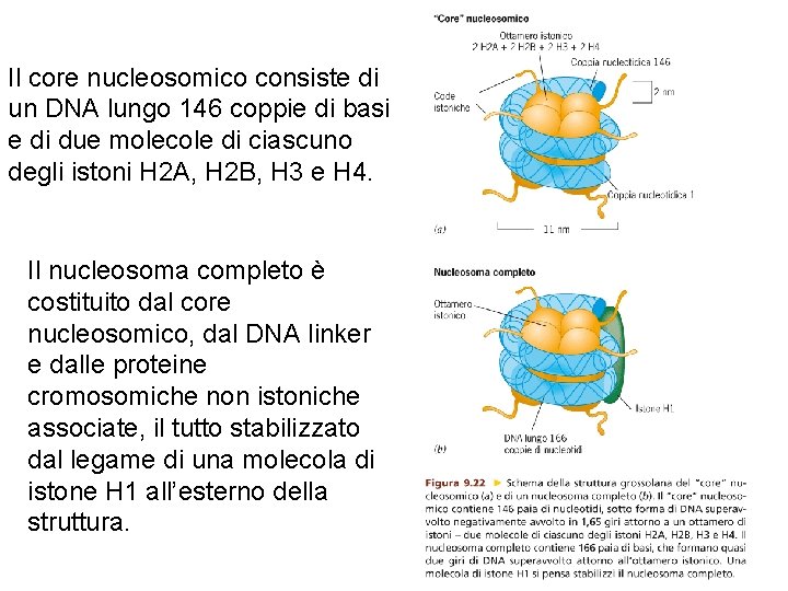 Il core nucleosomico consiste di un DNA lungo 146 coppie di basi e di