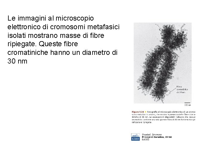 Le immagini al microscopio elettronico di cromosomi metafasici isolati mostrano masse di fibre ripiegate.