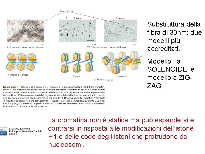 Substruttura della fibra di 30 nm: due modelli più accreditati. Modello a SOLENOIDE e