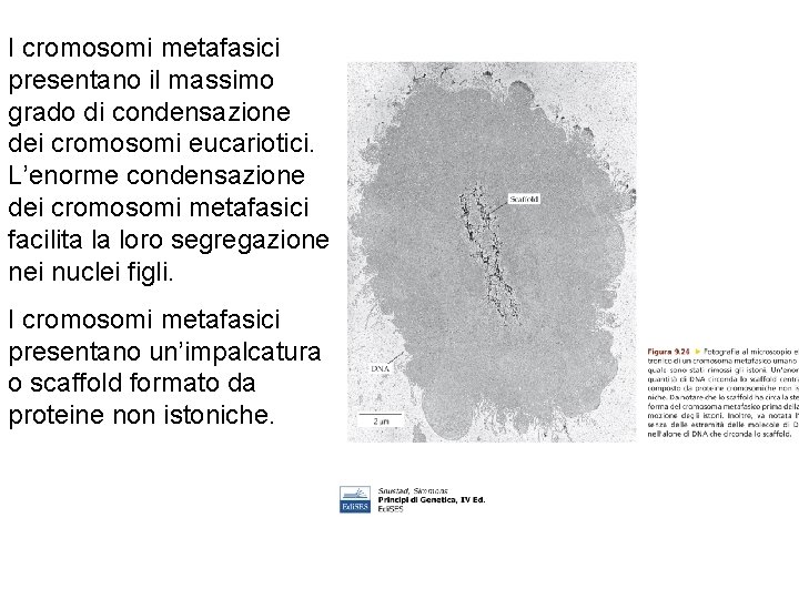 I cromosomi metafasici presentano il massimo grado di condensazione dei cromosomi eucariotici. L’enorme condensazione