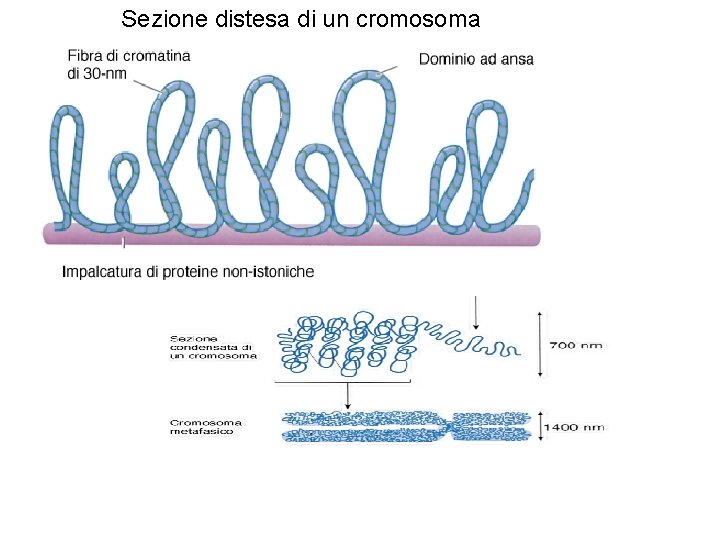 Sezione distesa di un cromosoma 