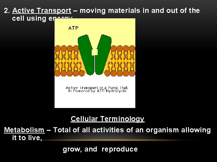 2. Active Transport – moving materials in and out of the cell using energy