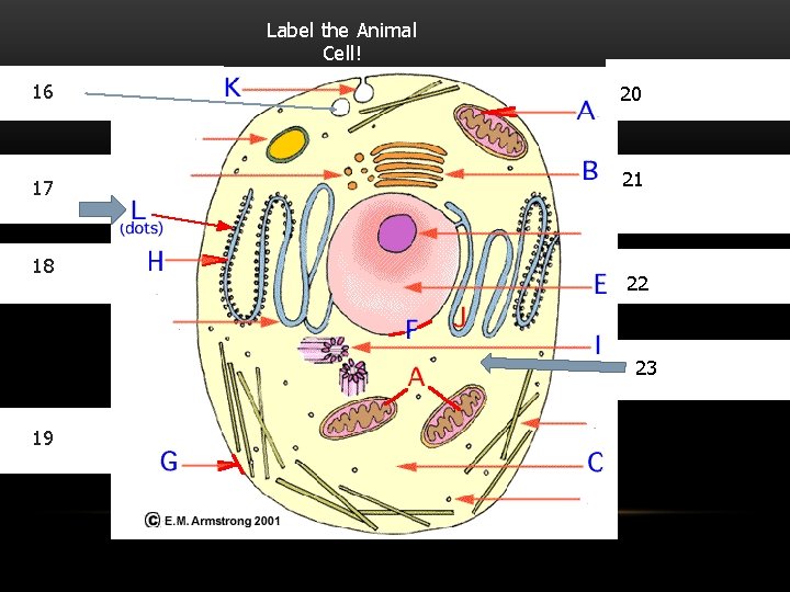 Label the Animal Cell! 16 20 17 21 18 22 23 19 24 