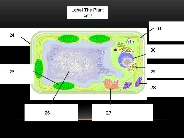 Label The Plant cell! 31 24 30 25 29 28 26 27 Label The Plant cell! 31 24 30 25 29 28 26 27