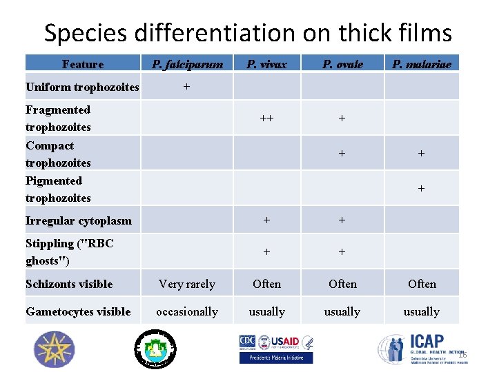 Species differentiation on thick films Feature P. falciparum Uniform trophozoites + Fragmented trophozoites Compact
