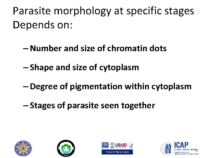 Parasite morphology at specific stages Depends on: – Number and size of chromatin dots