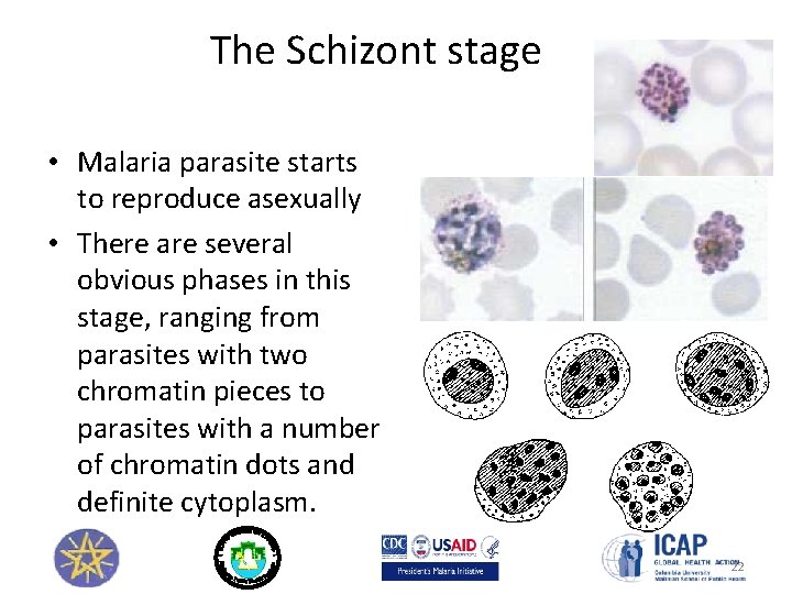 The Schizont stage • Malaria parasite starts to reproduce asexually • There are several