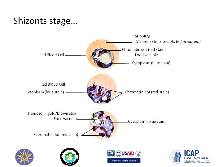 Shizonts stage… 23 
