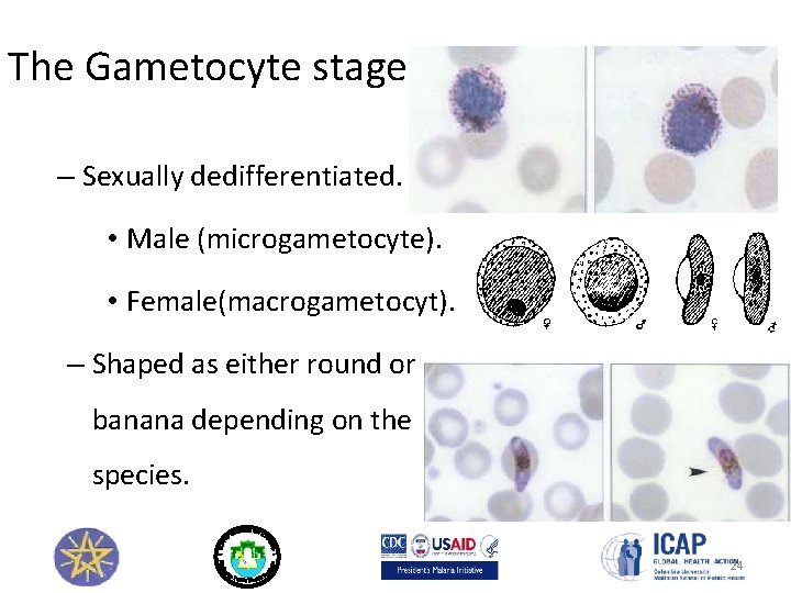 The Gametocyte stage – Sexually dedifferentiated. • Male (microgametocyte). • Female(macrogametocyt). – Shaped as