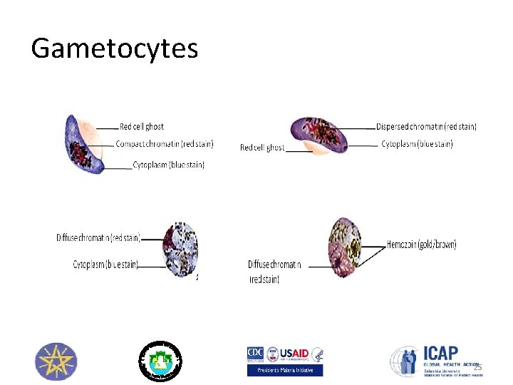 Gametocytes 25 