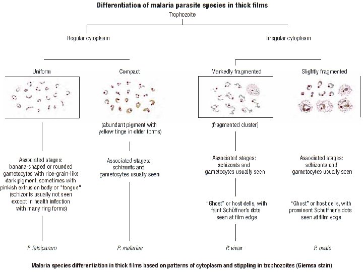 P. falciparum – Gametocyte Stage P. vivax - Gametocyte Stage 26 