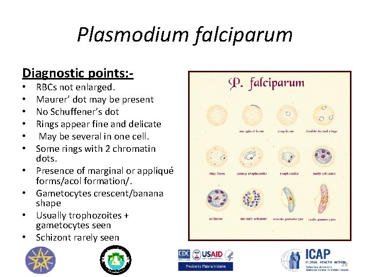Plasmodium falciparum Diagnostic points: • • • RBCs not enlarged. Maurer’ dot may be