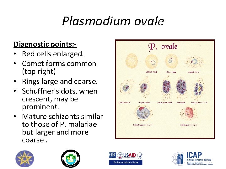 Plasmodium ovale Diagnostic points: • Red cells enlarged. • Comet forms common (top right)