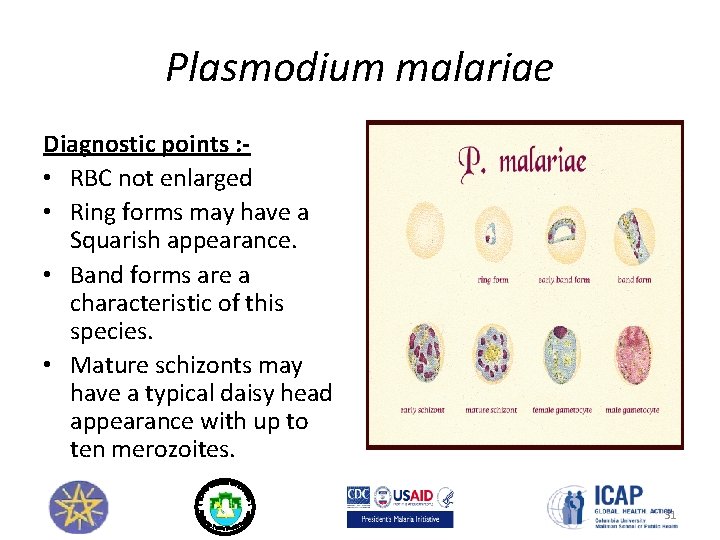 Plasmodium malariae Diagnostic points : • RBC not enlarged • Ring forms may have