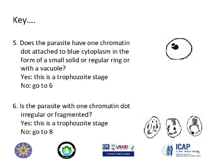 Key…. 5. Does the parasite have one chromatin dot attached to blue cytoplasm in