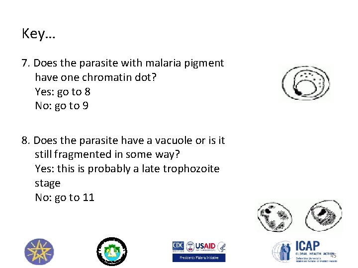 Key… 7. Does the parasite with malaria pigment have one chromatin dot? Yes: go