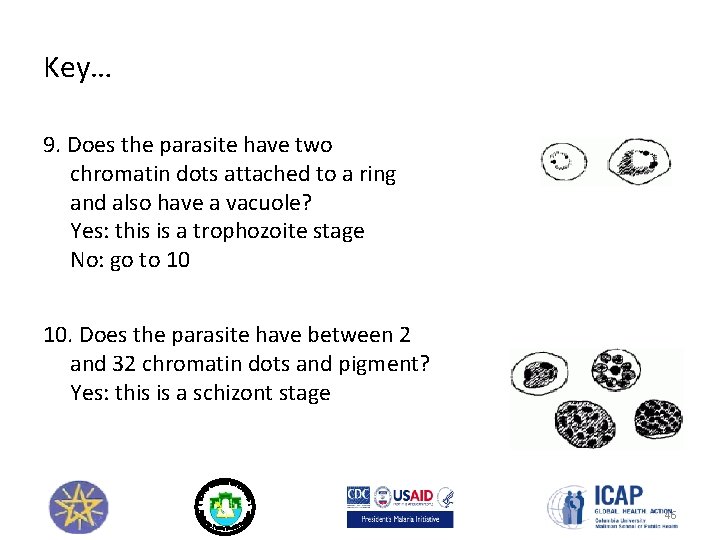 Key… 9. Does the parasite have two chromatin dots attached to a ring and