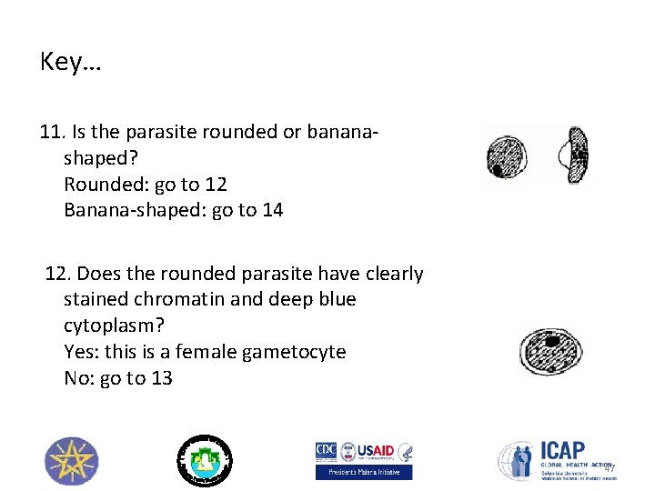 Key… 11. Is the parasite rounded or bananashaped? Rounded: go to 12 Banana-shaped: go