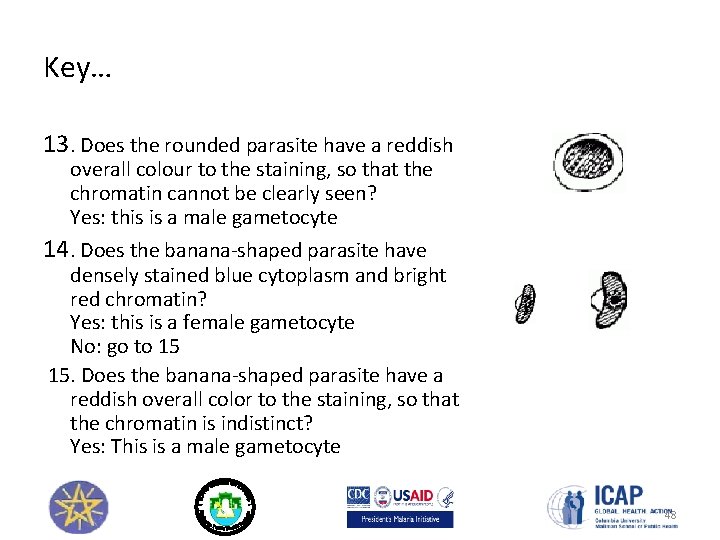Key… 13. Does the rounded parasite have a reddish overall colour to the staining,