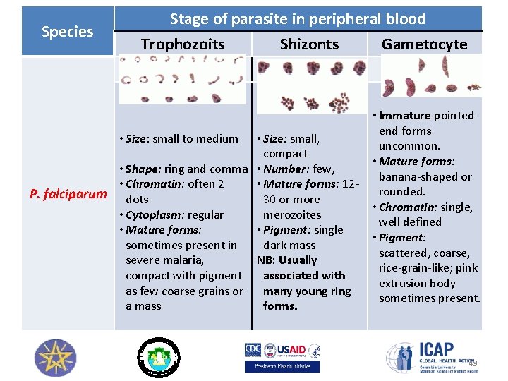 Species Stage of parasite in peripheral blood Trophozoits Shizonts • Size: small, compact •