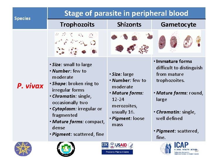 Species P. vivax Stage of parasite in peripheral blood Trophozoits • Size: small to