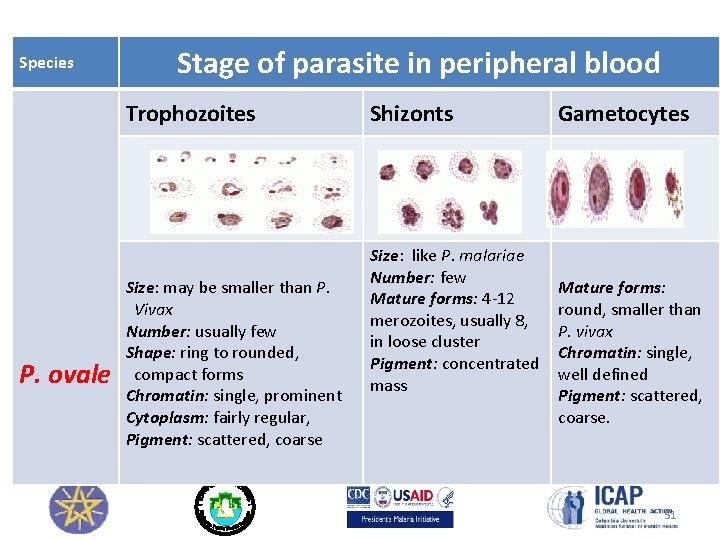 Species Stage of parasite in peripheral blood Trophozoites P. ovale Size: may be smaller