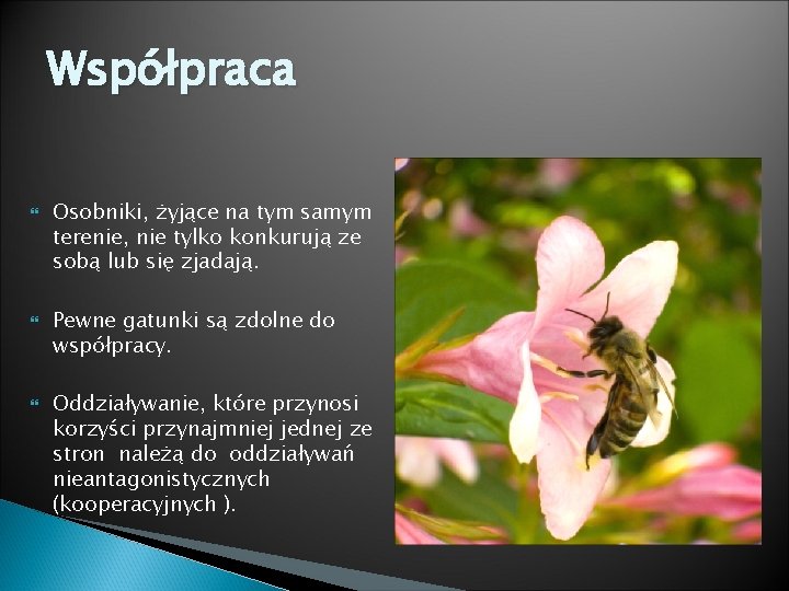 Współpraca Osobniki, żyjące na tym samym terenie, nie tylko konkurują ze sobą lub się