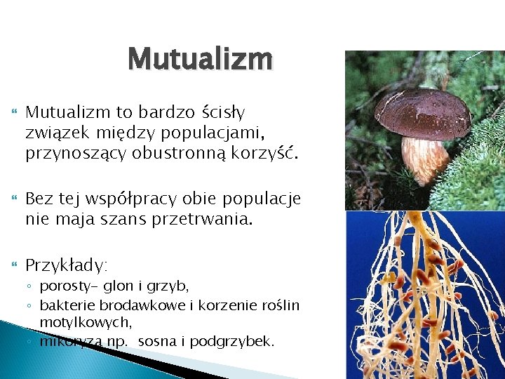 Mutualizm Mutualizm to bardzo ścisły związek między populacjami, przynoszący obustronną korzyść. Bez tej współpracy