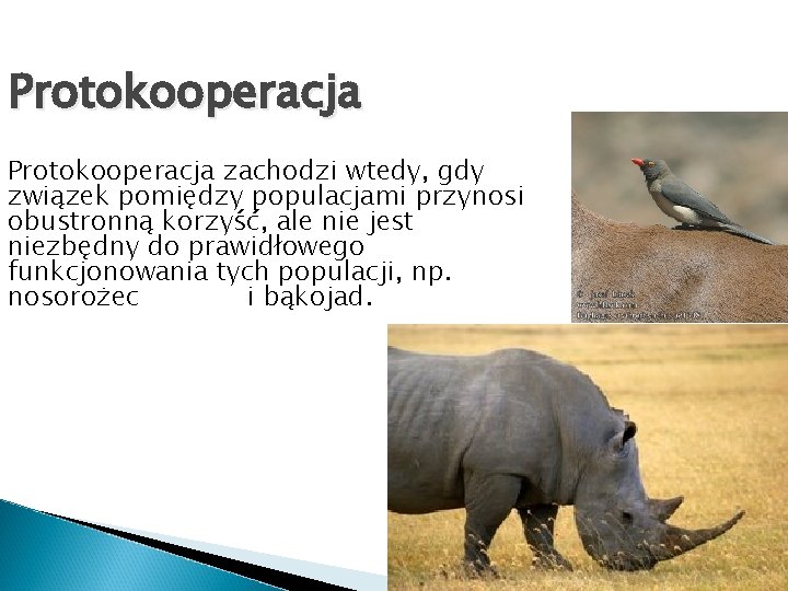 Protokooperacja zachodzi wtedy, gdy związek pomiędzy populacjami przynosi obustronną korzyść, ale nie jest niezbędny