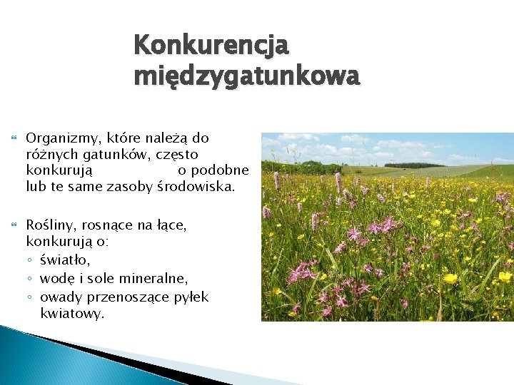 Konkurencja międzygatunkowa Organizmy, które należą do różnych gatunków, często konkurują o podobne lub te